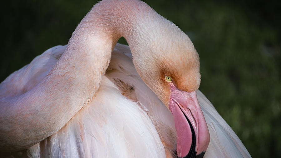 Pink Flamingo  #2 Photograph by Saija Lehtonen