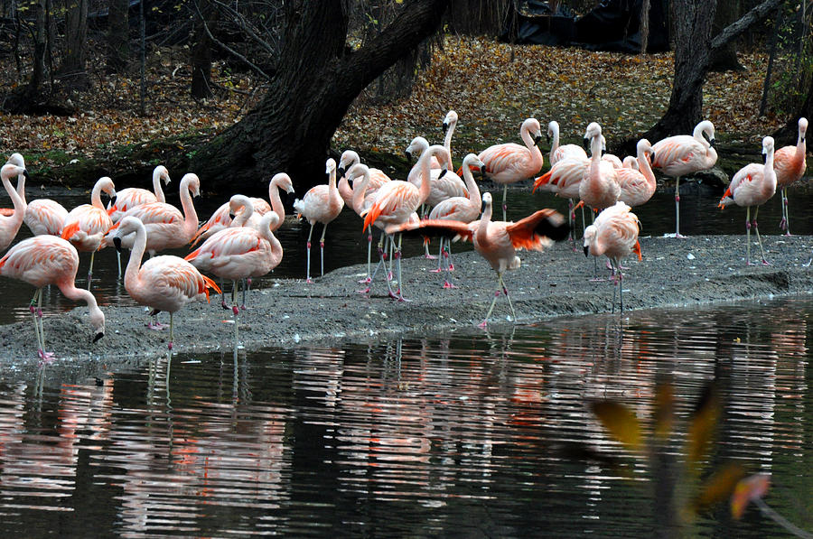 Pink Flamingos #1 Photograph by Diane Lent