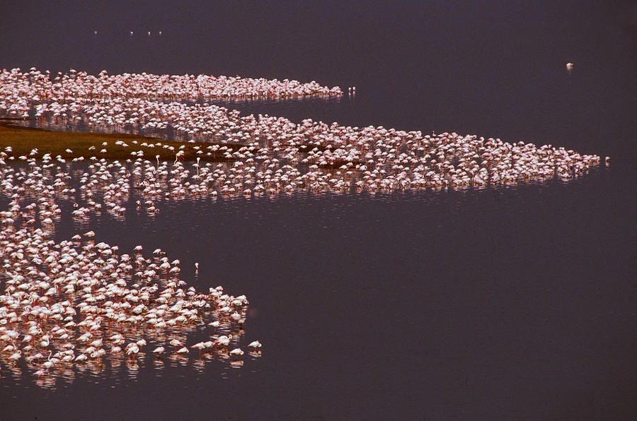 Pink Flamingos On Lake Nakuru In Kenya Photograph