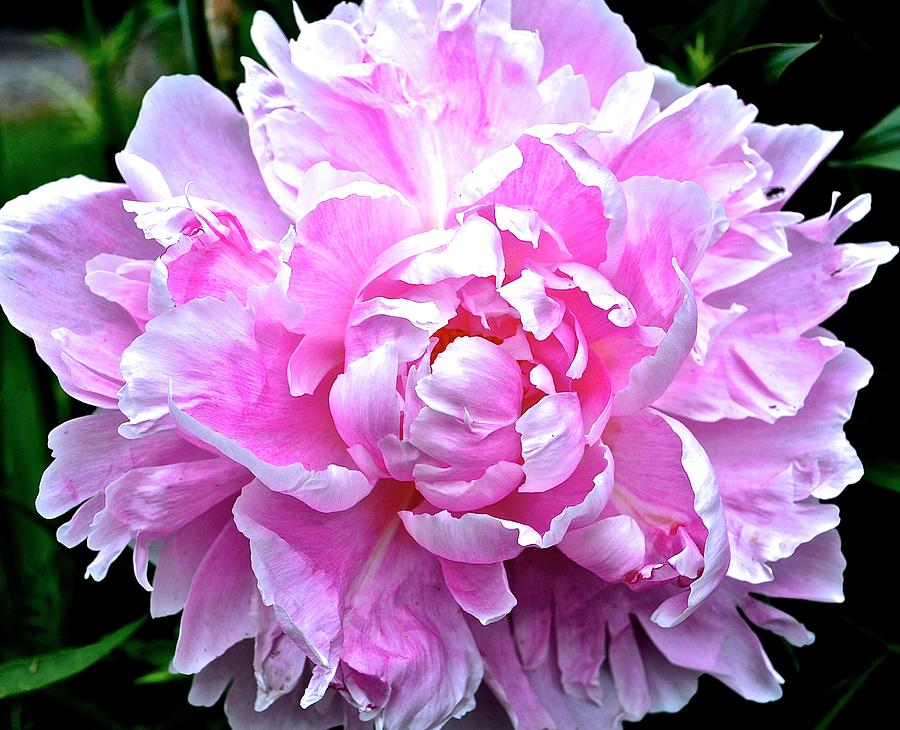 Pink Flower Photograph by Danielle Sigmon - Fine Art America