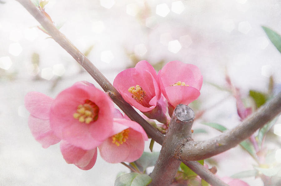 Flowers Still Life Photograph - Pink Flower #1 by Gordana Stanisic