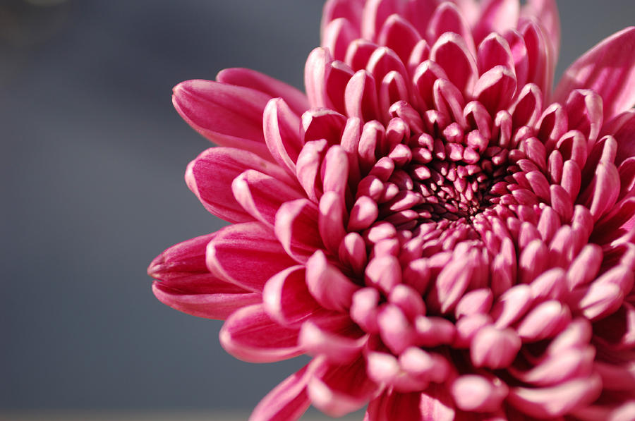Pink Flower #1 Photograph by Jill Reger