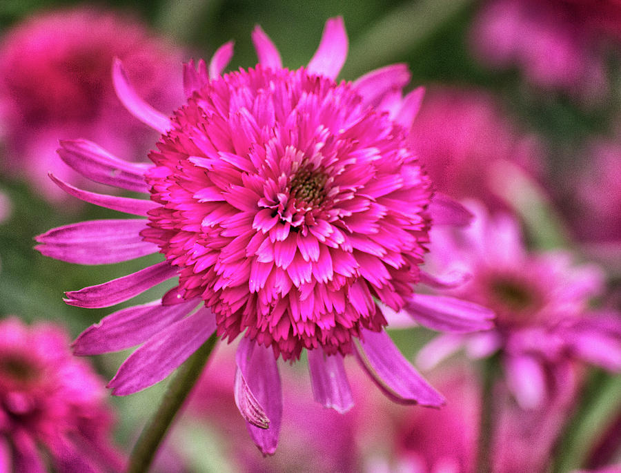 Pink Flower Photograph