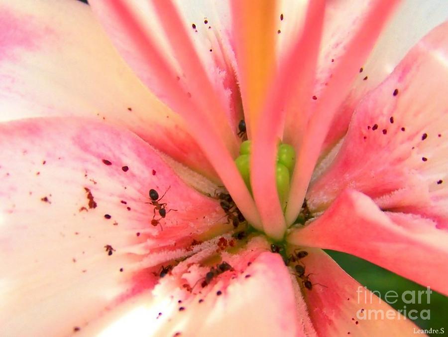 Pink Flower #1 Photograph by Sylvie Leandre