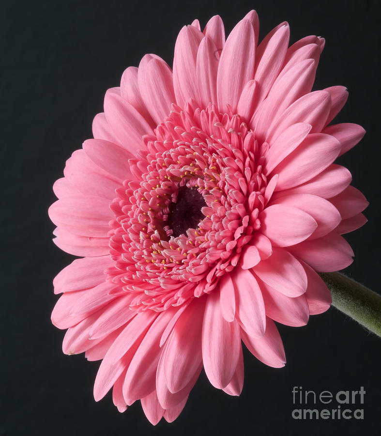 Pink Gerbera Photograph by Colin Rayner