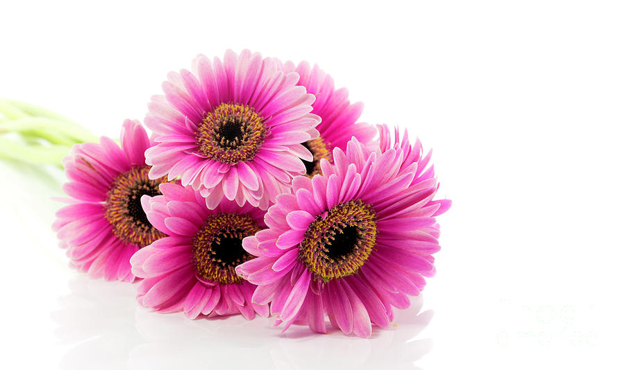 Daisy Photograph - Pink Gerbera Isolated On White #1 by Compuinfoto