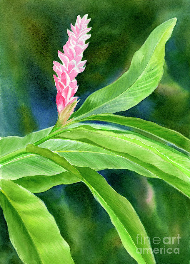 Flower Painting - Pink Ginger with Blue Green Background #2 by Sharon Freeman