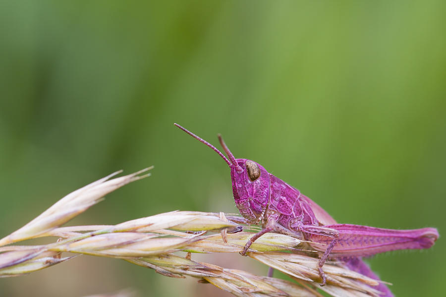 Pink Grasshopper #1 Photograph by Chris Smith