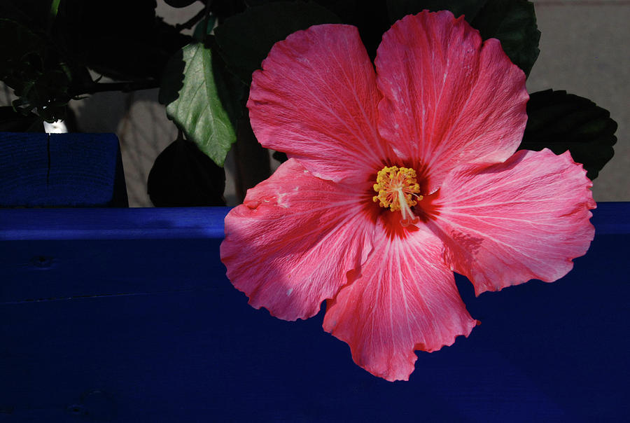 Pink Hibiscus #1 Photograph by Ee Photography
