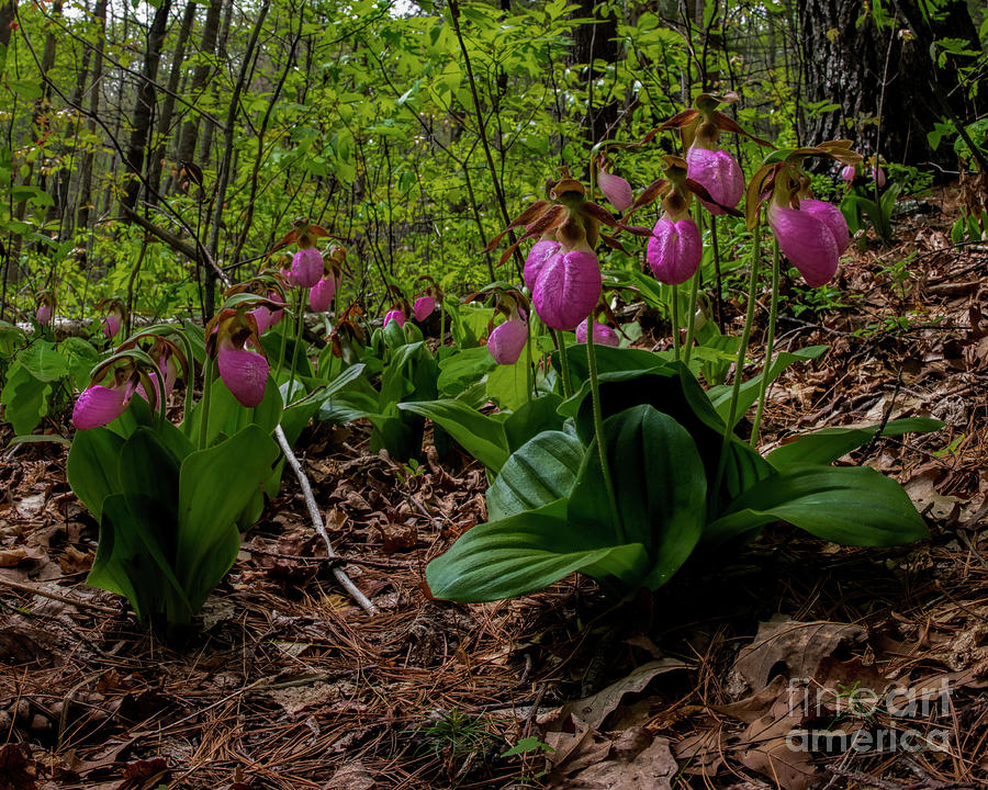 Pink Ladies Slipper Patch Photograph
