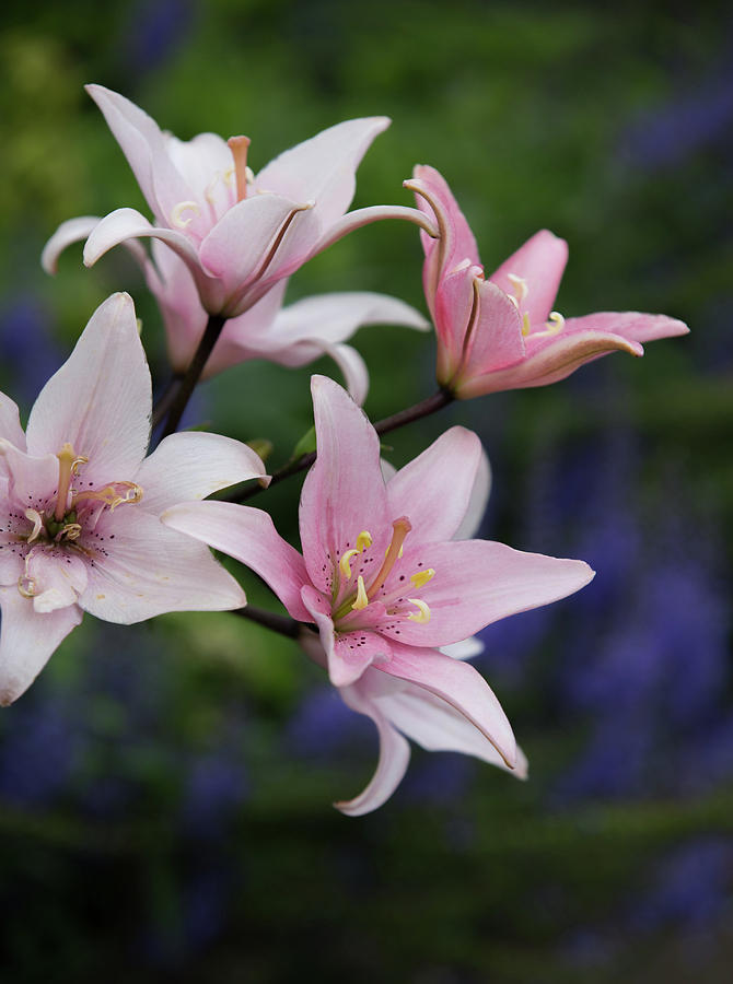 Lily Photograph - Pink Lilies #1 by Dee Carpenter