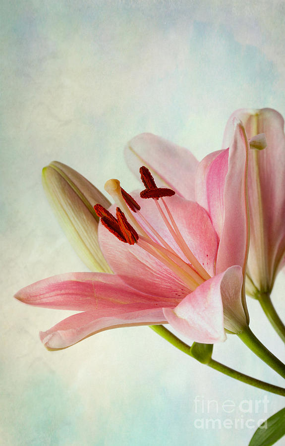 Lily Photograph - Pink Lilies #1 by Nailia Schwarz