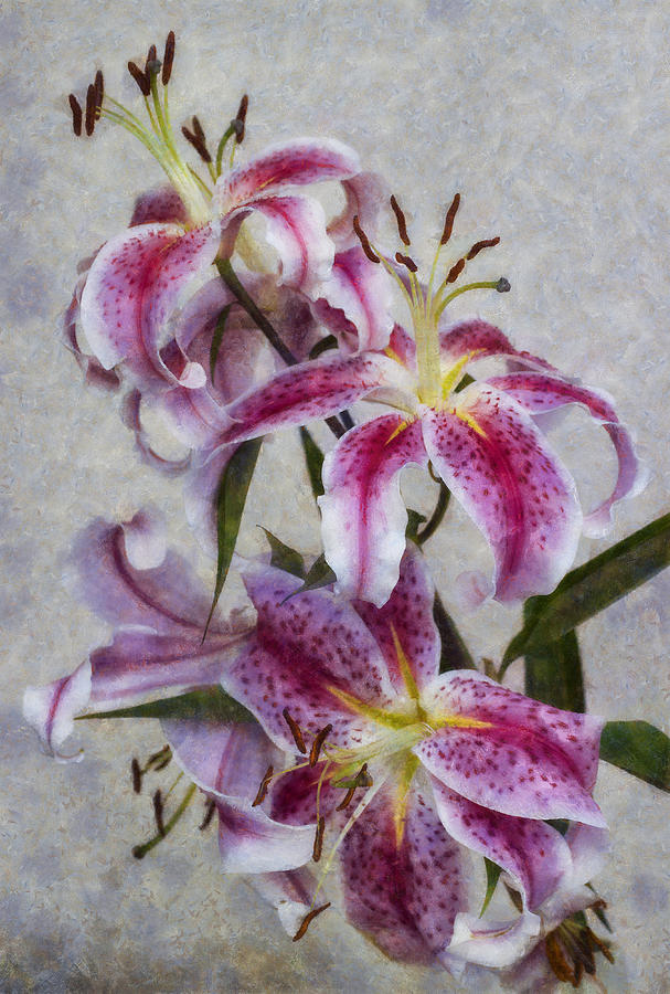 Pink Lillies Photograph