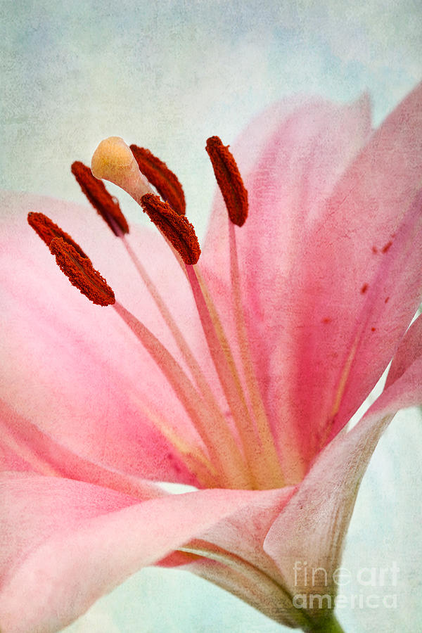 Lily Photograph - Pink Lily #1 by Nailia Schwarz