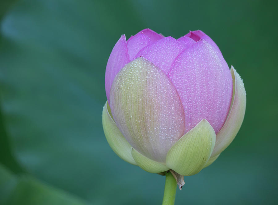 Pink lotus blossom #1 Photograph by Jack Nevitt