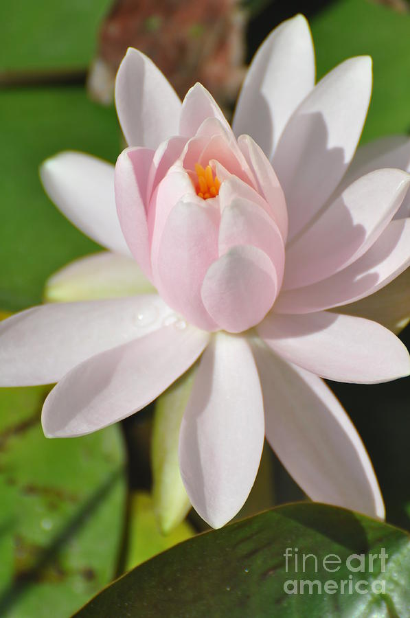 Pink Lotus #2 Photograph by Savannah Gibbs