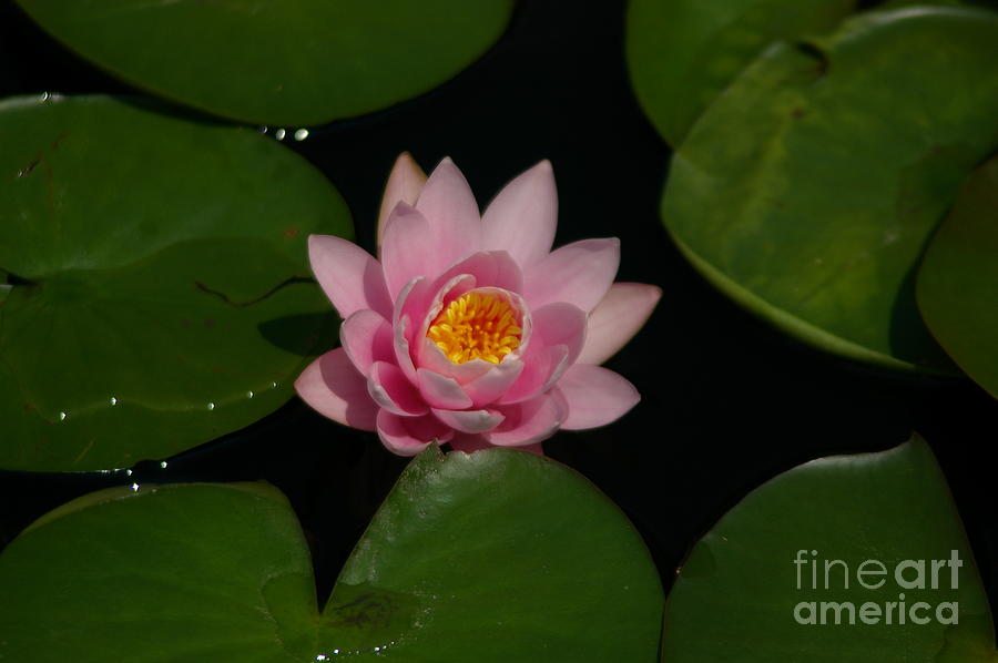 Pink Lotus Waterlily Flower #1 Photograph by Jackie Irwin