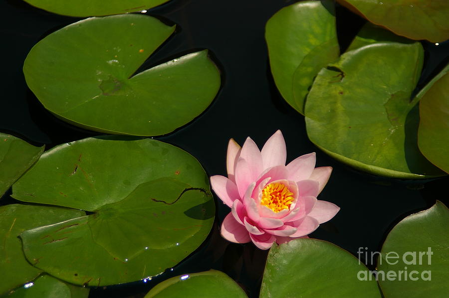 Pink Lotus Waterlily #1 Photograph by Jackie Irwin