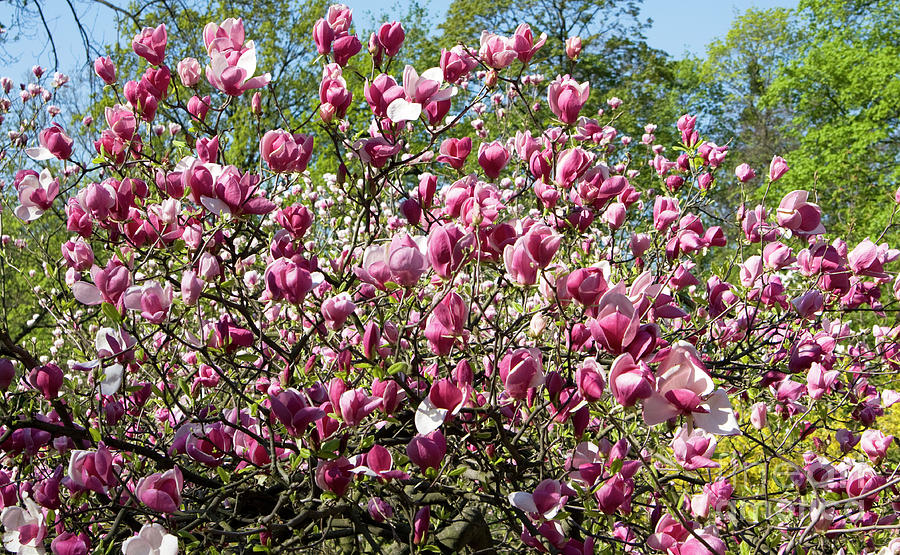 Pink magnolia flowers #1 Photograph by Irina Afonskaya