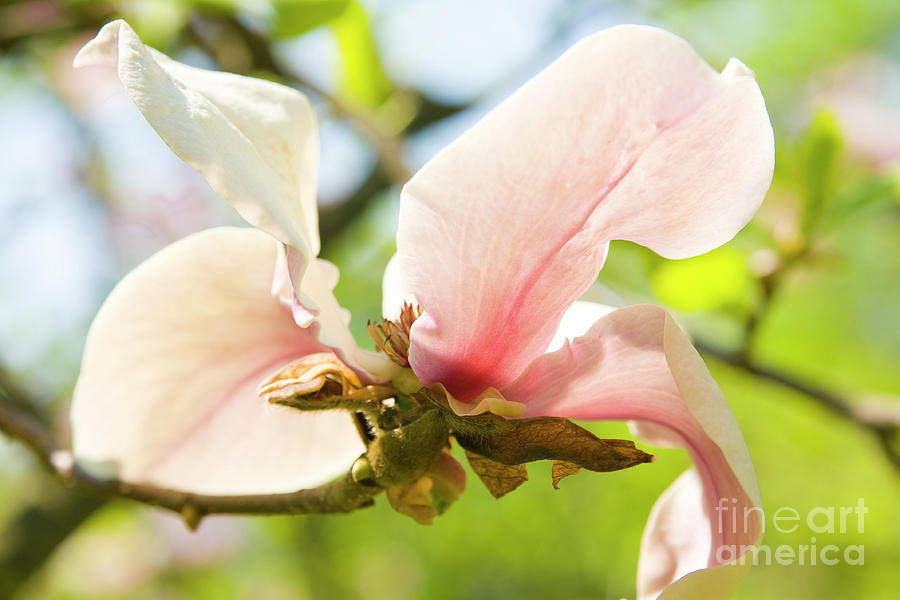 Pink magnolia #4 Photograph by Irina Afonskaya