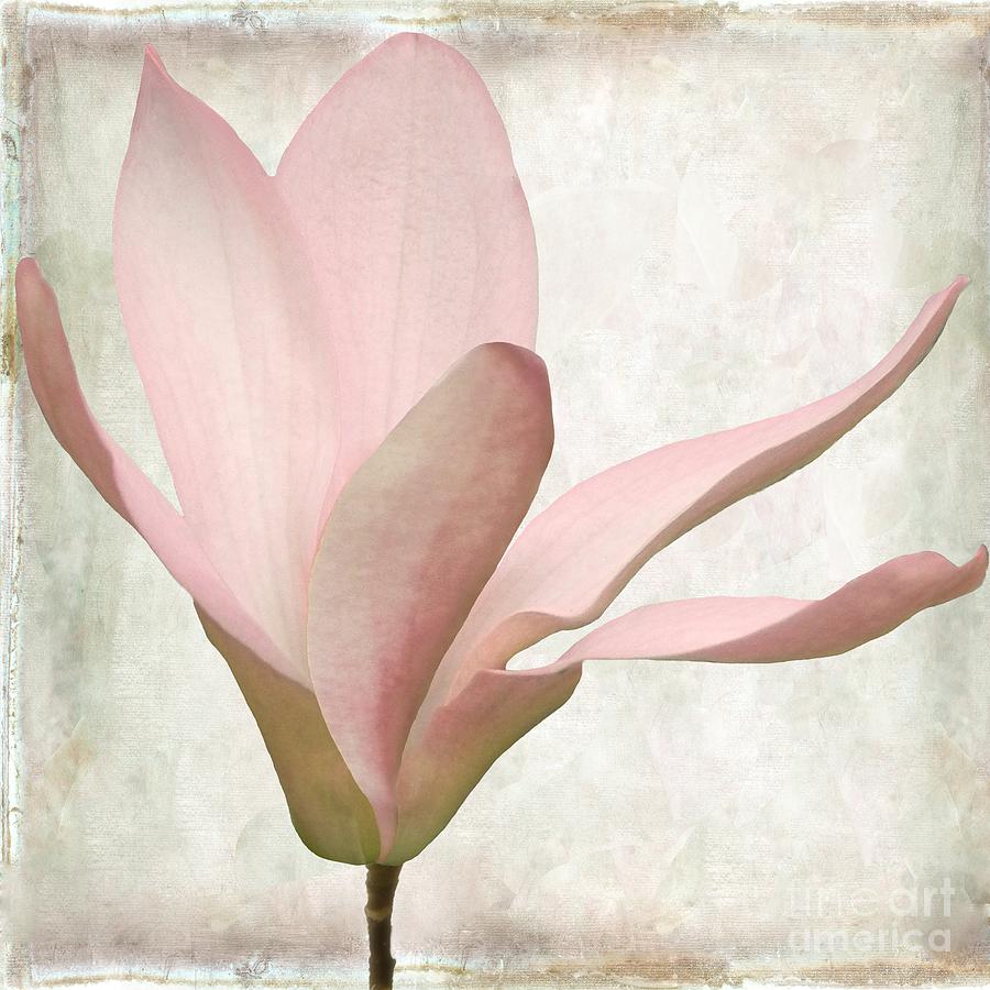 Pink Magnolia Sunwashed #1 Painting by Mindy Sommers