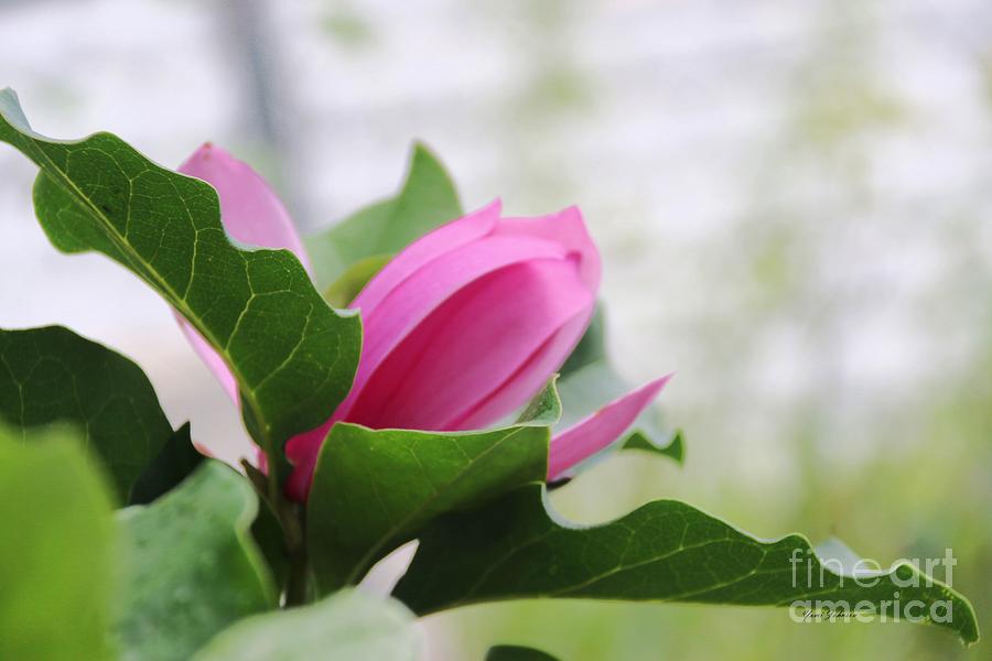Pink Magnolia  #1 Photograph by Yumi Johnson