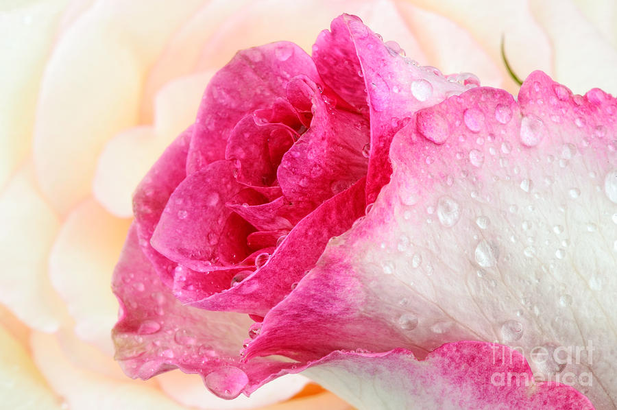 Flowers Still Life Photograph - Pink #1 by Mark Johnson