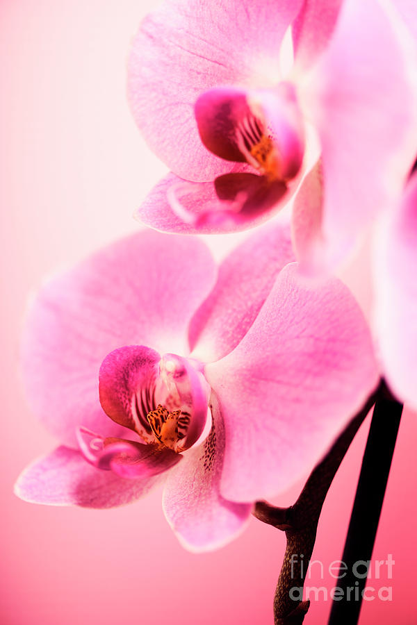 Pink Orchid Closeup #1 Photograph by Jelena Jovanovic