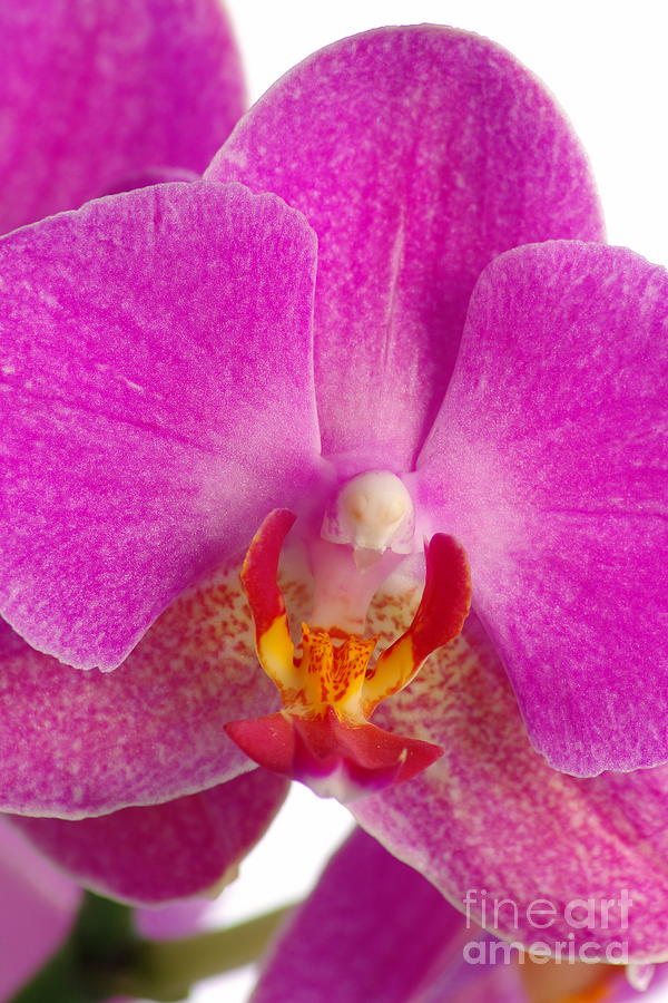 Pink Orchid #7 Photograph by Dariusz Gudowicz