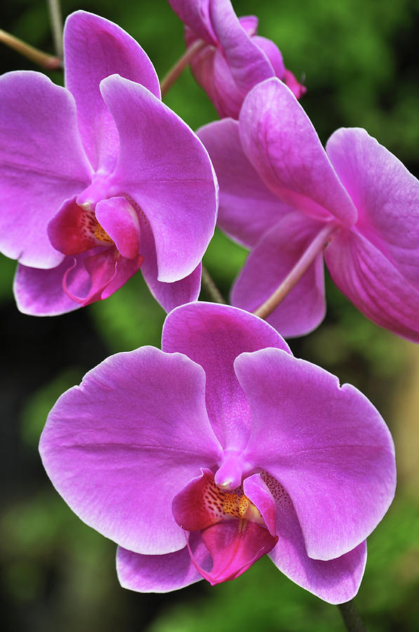 Pink Orchid #1 Photograph by Kyle Hanson