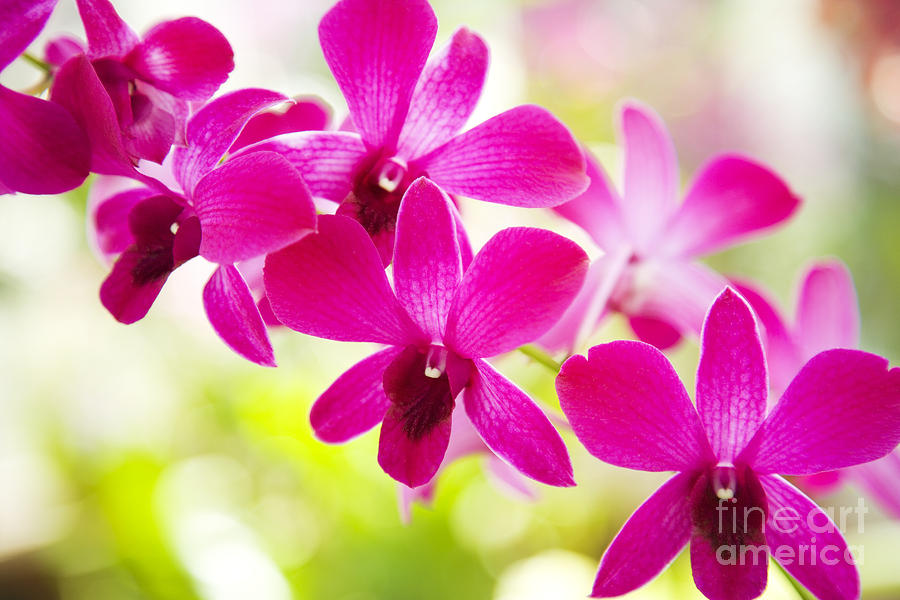 Orchid Photograph - Pink Orchid Lei #1 by Dana Edmunds - Printscapes