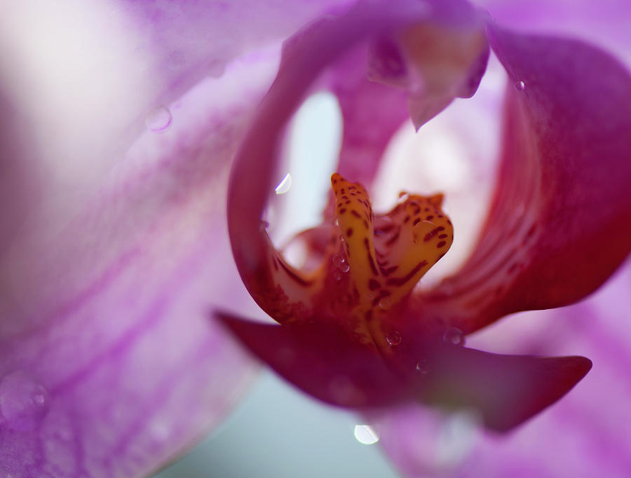 Pink Orchid On Green Background Photograph by Tamara Sushko