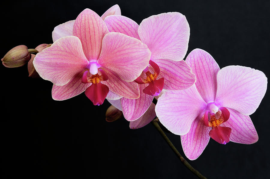 Pink Orchids Photograph By Bruce Beck - Fine Art America