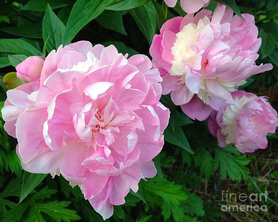 Pink White Peonies Photograph