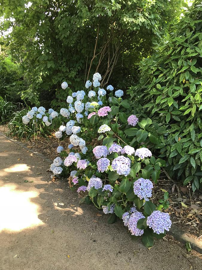 Blue and pink in the park Photograph by Peta Jane Photographs - Fine ...