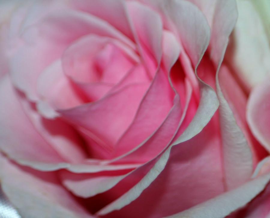 Rose Photograph - Pink Petals #2 by Barbara S Nickerson