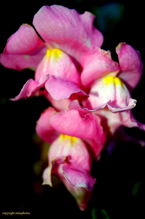 Pink Petals #1 Photograph by Mia Alexander
