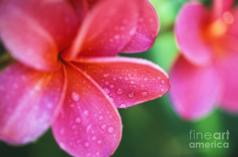 Abstract Photograph - Pink Plumeria #1 by Ron Dahlquist - Printscapes