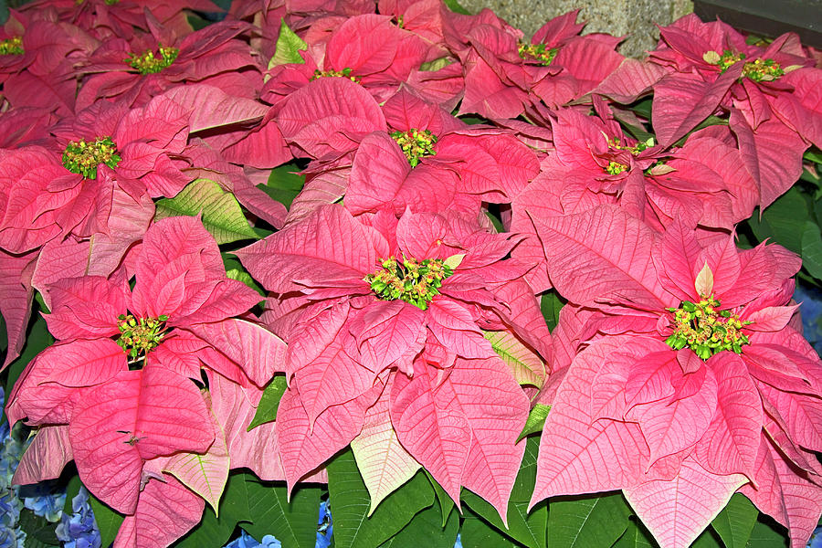 Pink Poinsettias #1 Photograph by Sally Weigand
