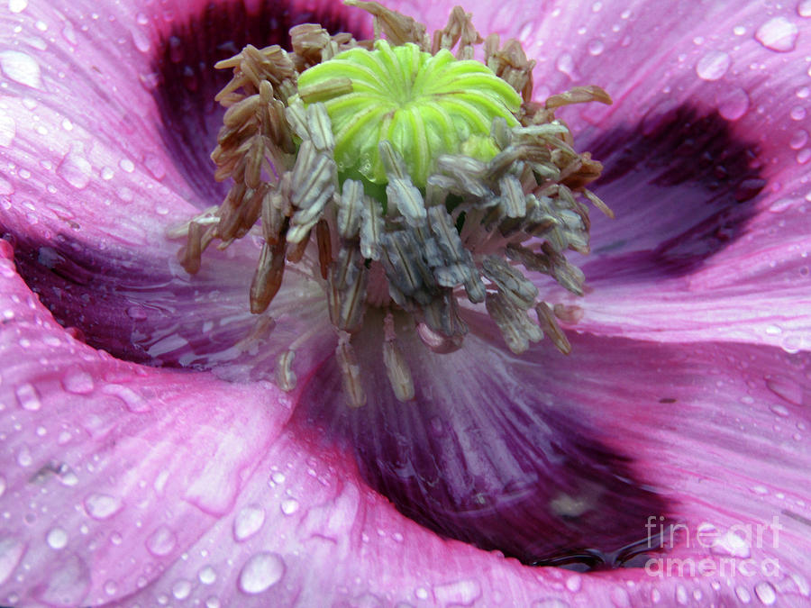Poppy After The Rain Photograph by Kim Tran