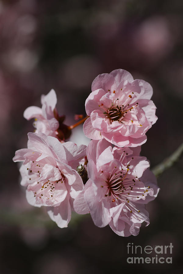 Pink Prunus Blossom #1 Photograph by Joy Watson