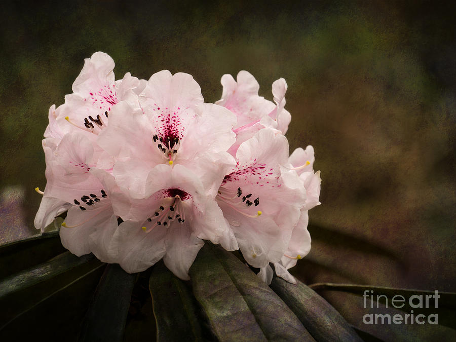 Flower Photograph - Pink Rhododendron #1 by Inge Riis McDonald