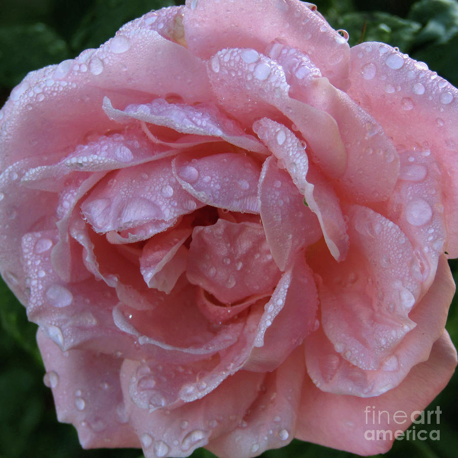 Pink Rose 3 #1 Photograph by Kim Tran
