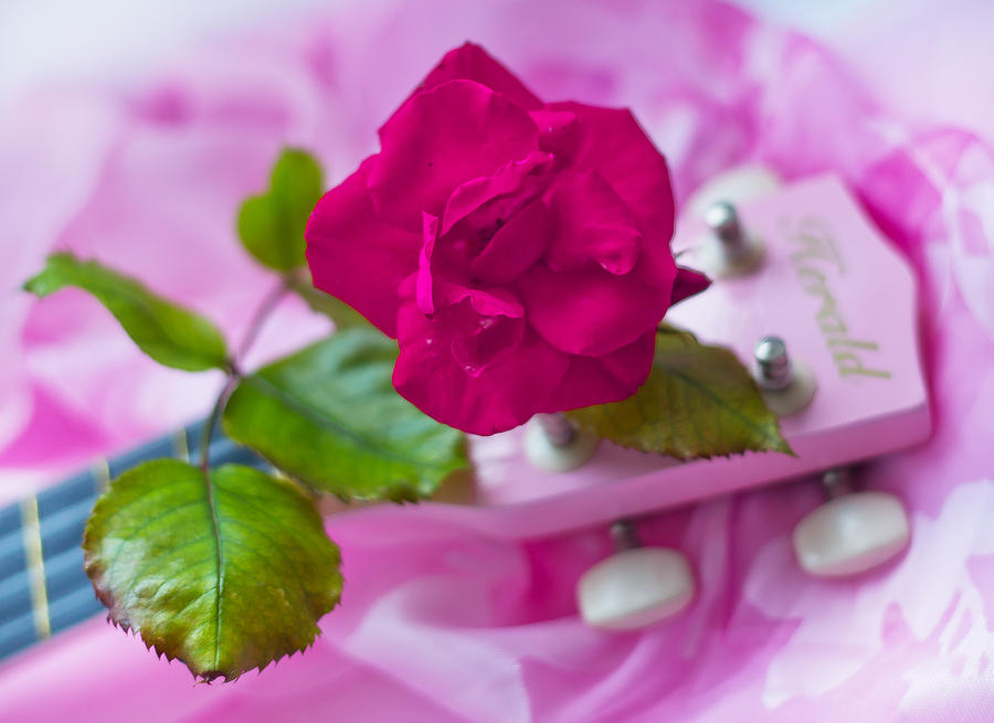 Pink Rose 5 #1 Photograph by Alex Art