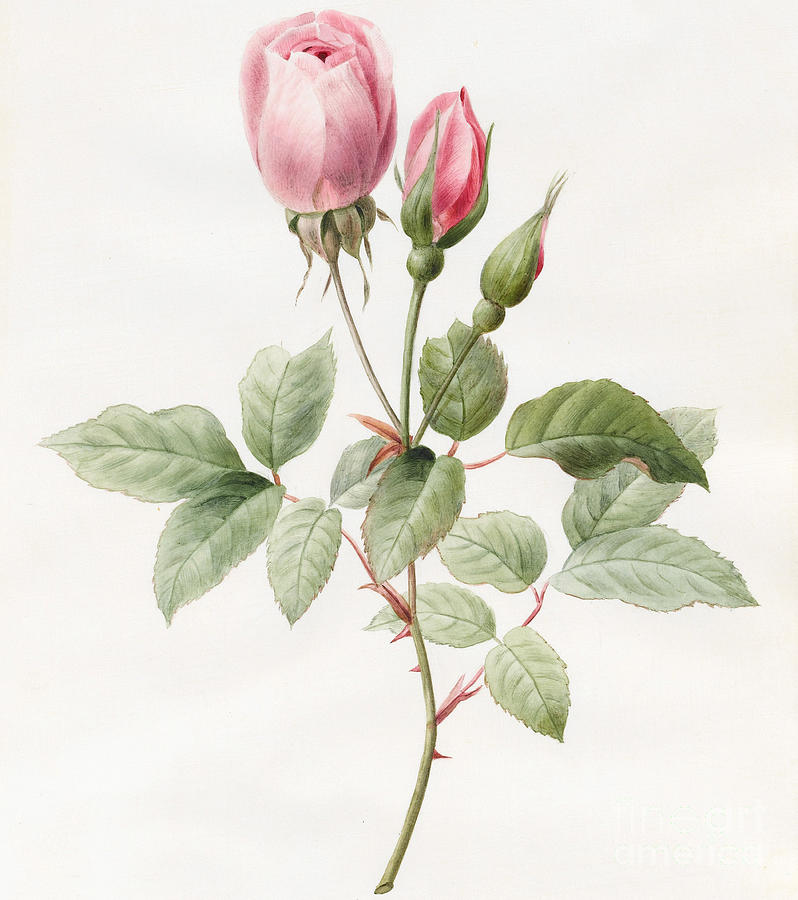 Pink Rose and Buds Painting by Louise D'Orleans - Fine Art America