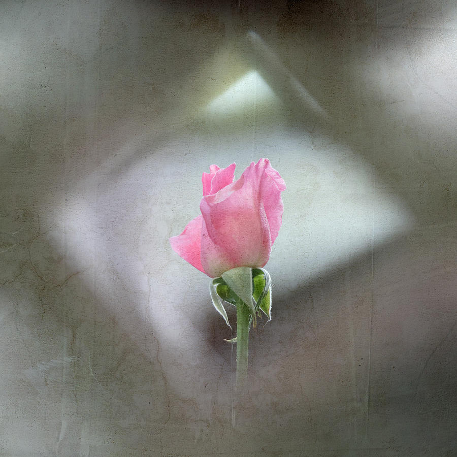 Nature Photograph - Pink Rose Bud #1 by Angie Vogel