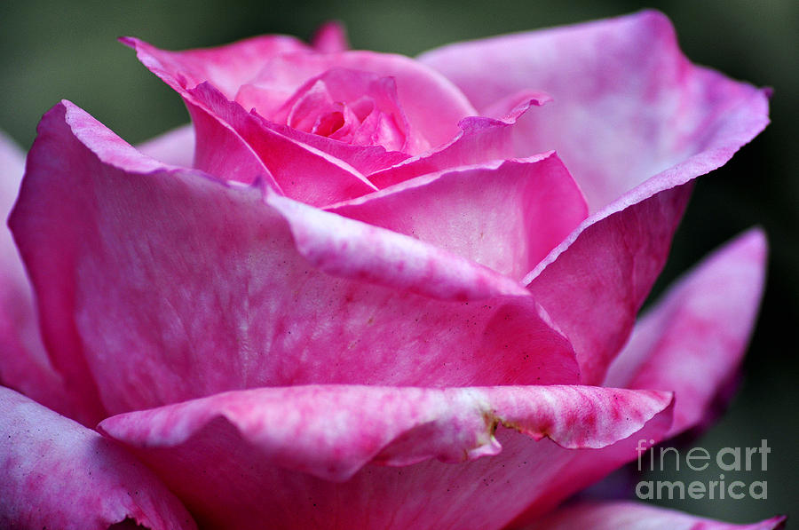 Pink Rose #1 Photograph by Clayton Bruster