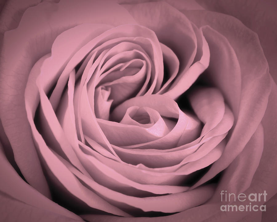 Pink rose close-up background. Romantic love greeting card #1 Photograph by Michal Bednarek