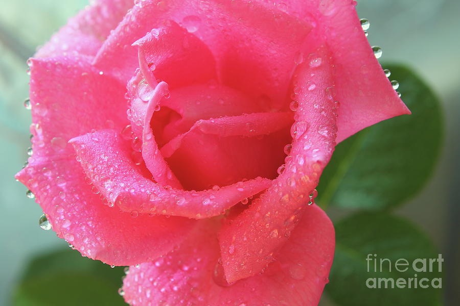 Pink Rose Close Up With Water Drops Photograph
