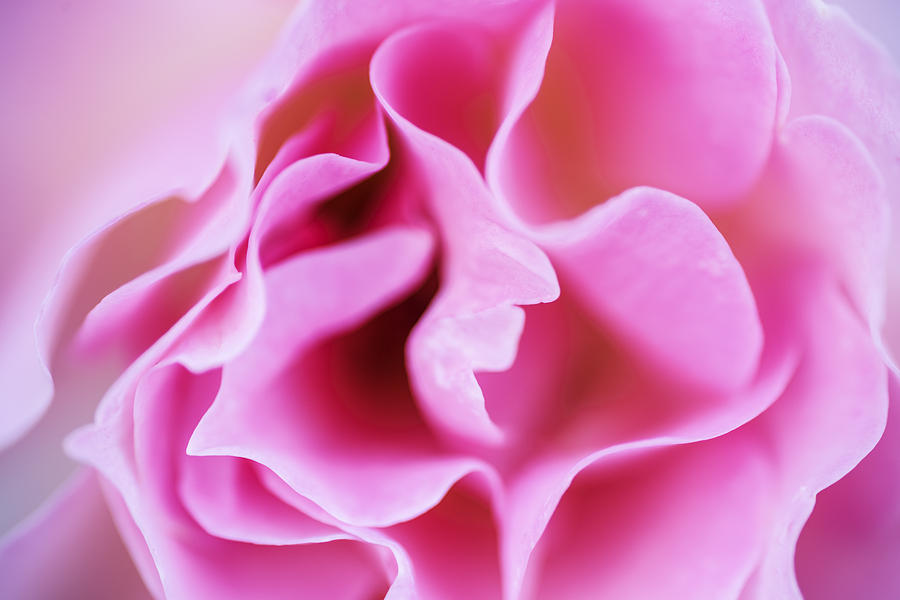 Pink rose closeup #1 Photograph by Vishwanath Bhat